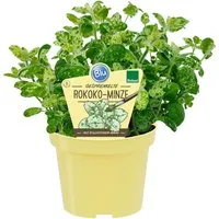 Produktbild Blu Bio-Rokoko-Minze Topf-Ø ca. 12 cm Mentha suaveolens calixte