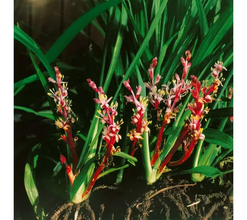 Pflanzen für Dich Staude Reineckea carnea, 1 St., Reineckea, Japanisches Berggras