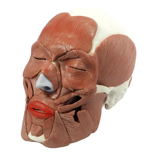 Schädel mit 38 Gesichtsmuskeln Anatomie Modell - Anatomisches Modell für den Unterricht, detailgetreu mit 38 Gesichtsmuskeln. Ideal für Studierende und Lehrkräfte, um die menschliche Anatomie anschaulich zu vermitteln.