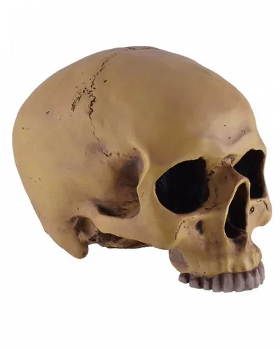 Horror-Shop Antiker Totenkopf ohne Unterkiefer aus Kunststein 19cm als Gothic Deko