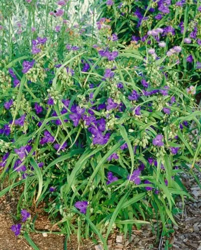 Tradescantia x andersoniana 'Zwanenburg Blue' 9x9 cm Topf – Winterhart, Mehrjährig, Pflegeleicht – Dreimasterblume – Staude für Beet & Rabatte