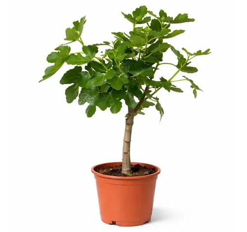 Exotenherz Echter Feigenbaum Ficus Carica 21cm Topf 80-90cm - Der Ficus Carica, Echter Feigenbaum, bringt mediterranes Flair in Ihr Zuhause. Diese pflegeleichte Pflanze ist ideal für Kübel oder Garten und benötigt hellen Standort mit regelmäßiger Wasserversorgung.