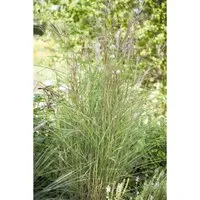 Miscanthus Sinensis Kleine Fontäne Chinaschilf Ca. 11x11 cm Topf
