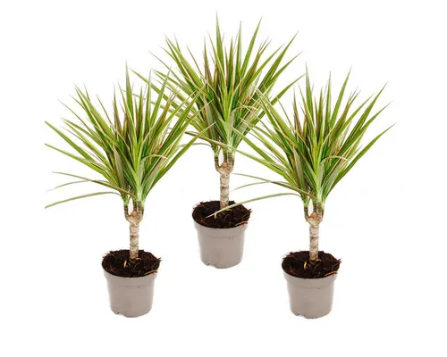 Exotenherz Zimmerpflanze zweifarbiger Drachenbaum Dracaena marginata Bicolor Set mit 3 Pflanzen