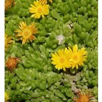 Produktbild Gelbes Mittagsblümchen