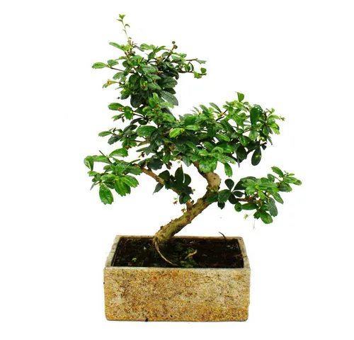 Exotenherz Zimmerbonsai Carmona in Trendkeramik - Schöner Zimmerbonsai (Carmona microphylla) in moderner Steinoptik. Ideal für das Zuhause, pflegeleicht und dekorativ.