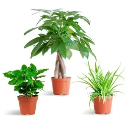 Everspring Zimmerpflanze Pflanzenbox Ungiftige Grünpflanzen, Ohne Dekotopf – Tierfreundliche Plant Box Klein | Everspring