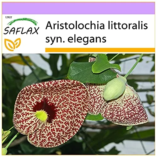 SAFLAX - Gespensterpflanze - 80 Samen - Aristolochia littoralis