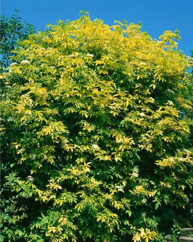 Goldener Holunder Sambucus nigra 'Aurea' - Ziergehölz mit leuchtend goldgelben Blättern, bienenfreundlich und pflegeleicht, ideal für naturnahe Gärten.