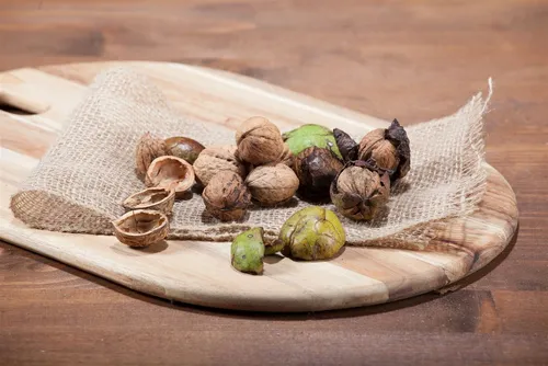 Pflanzen für Dich Baum Juglans regia - Echte Walnuss - Majestätischer Walnussbaum, pflegeleicht und winterhart, ideal für Hobbygärtner. Liefert essbare Nüsse und zieht Schmetterlinge an.