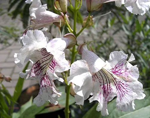 Chitalpa tashkentensis Summer Bells von Baumschule