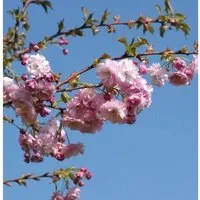 Produktbild Blut Nelkenkirsche 100-125cm - Prunus serrulata