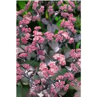 Sedum Telephium Xenox R Fette Henne Ca. 11x11 cm Topf