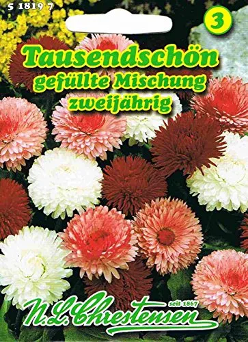 Tausendschön Bellis perennis gefüllte Mischung Gänseblümchen zweijährig