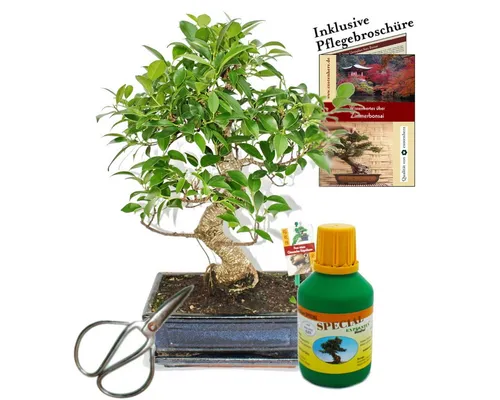Exotenherz Bonsai Chin. Feigenbaum Ficus retusa - 10 Jahre alt Geschenk-Set - Zimmerpflanze - Ein einzigartiger Chinesischer Feigenbaum (Ficus retusa) für Anfänger und Profis, liebevoll gestaltet, inklusive Pflegebroschüre und Zubehör für optimale Pflege.