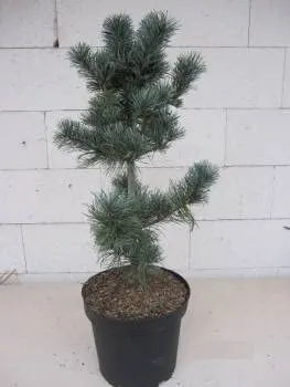 Pinus parviflora Blauer Engel von Baumschule