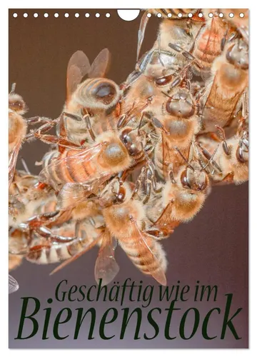 Mark Bangert | Geschäftig wie im Bienenstock – Wandkalender 2026 - Entdecken Sie das faszinierende Leben im Bienenstock! Dieser Wandkalender bietet 14 beeindruckende Motive und ist ideal für Naturliebhaber und Wissenschaftsinteressierte.