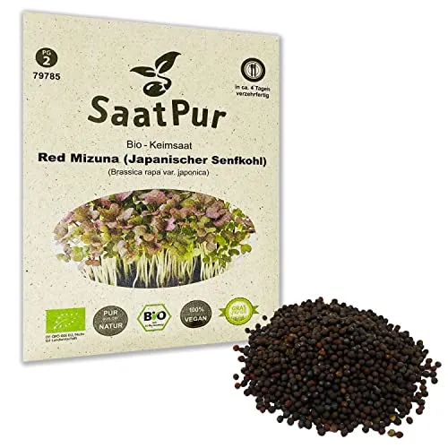 Red Mizuna BIO Keimsprossen von SaatPur - Japanischer Senfkohl Sprossen Microgreens - 30g rote Kresse