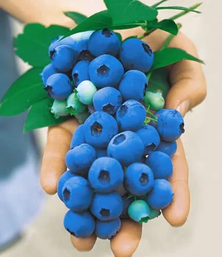 BALDUR Garten Gartenheidelbeeren 'Nui', 1 Pflanze, Blaubeeren Heidelbeeren Pflanz, Vaccinium corymbosum, winterhart, mehrjährig, reiche Ernte an essbaren Früchten