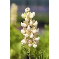 Lupinus Polyphyllus Kronleuchter Vielblättrige Lupine Ca. 11x11 cm Topf