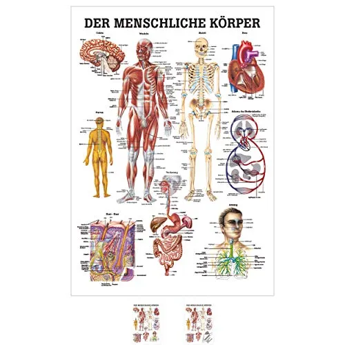 Sport-Tec Der menschliche Körper Mini-Poster Anatomie 34x24 cm medizinische Lehrmittel