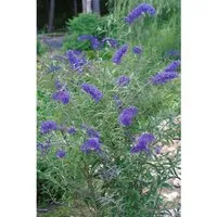 Buddleja Davidii Schmetterlingsstrauch 40-60 cm