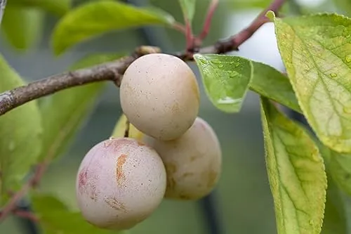 Terrassenobst Zwergobst 40 cm Stammhöhe - Obstsamen & -pflanzen, kompakte Obstbäume für Terrassen und Balkone, pflegeleicht und ertragreich, ideal für frisches Obst direkt vom Balkon.
