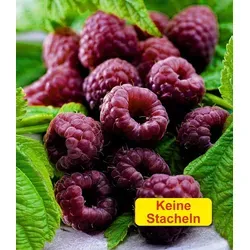 Pflanzen Schwarz von BALDUR-Garten