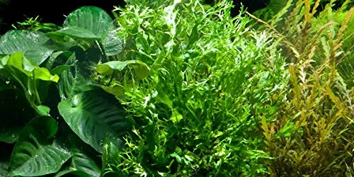 Java Fern Windeløv - Microsorum pteropus 'Windeløv'