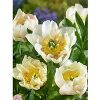 Paeonia Prairie Charm Pfingstrose - Edle Blütenstaude für Ihren Garten - Die Pfingstrose ‘Prairie Charm’ begeistert mit zartgelben Blüten und robustem Wuchs. Ideal als Solitär oder in Gruppenpflanzungen, bringt sie elegante Akzente in jeden Garten. Perfekt für sonnige bis halbschattige Standorte.