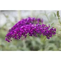 Buddleja Davidii Schmetterlingsstrauch Royal Red 60-100 cm