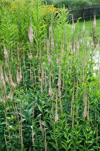 Pflanzen für Dich Staude Veronica virg. Pink Glow, 1 St., Virginischer Ehrenpreis, Ehrenpreis