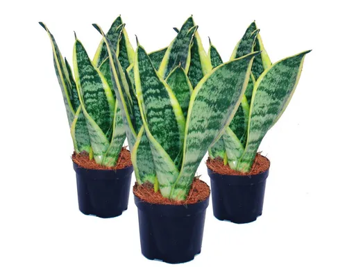 Exotenherz Zimmerpflanze 3er Set Sansevieria trifasciata