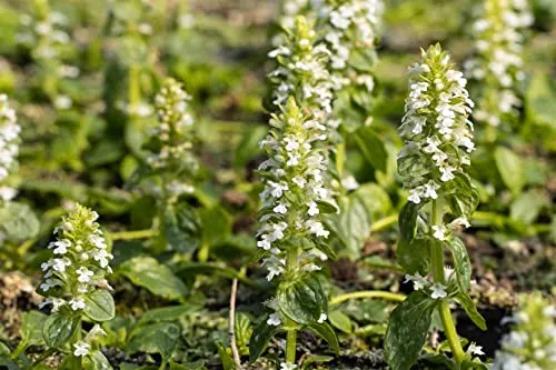 Ajuga reptans 'Alba' 9x9 cm Topf – Winterhart, Mehrjährig, Pflegeleicht – Kriechender Günsel – Bodendecker für Garten & Beet