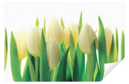 Fototapete Küche Abwaschbar mit Tulpen - 250x60 cm Premium - Moderne Tapete für die Küche, abwaschbar und kinderleicht zu montieren. Inklusive Kleister und Anleitung für eine stressfreie Anbringung.
