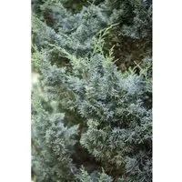 Pflanzen für Dich Konifere Juniperus chinensis Blaauw - Chinesischer Wacholder - Ziergehölze mit kegelförmiger Wuchsform und dichten, blaugrünen Nadeln. Ideal für pflegeleichte Gartenakzente, winterhart und ökologisch wertvoll.