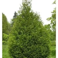 Produktbild Riesen Lebensbaum Atrovirens 80-100cm - Thuja plicata