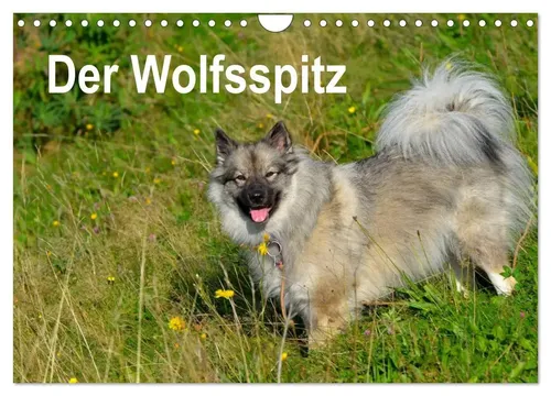 Der Wolfsspitz Wandkalender 2026 von CALVENDO