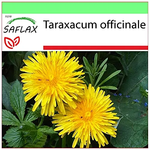 SAFLAX - Heilpflanzen - Löwenzahn - 200 Samen - Taraxacum officinale