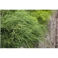 Chamaecyparis Pisifera Filifera Nana Zypresse Kompakt 25–30 cm - Die kompakte Sawara-Scheinzypresse überzeugt durch ihr dichtes, feinfiedriges Laub in sattem Grün und ist ideal für stilvolle Gartenakzente. Pflegeleicht, robust und perfekt für Kübel oder als Solitärpflanze.