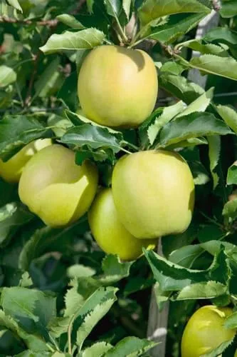 Malus domestica 'Mutsu' - Apfelbaum mit großen, grünen Früchten - Obstsamen & -pflanzen, winterhart und ertragreich mit süß-säuerlichem Geschmack, ideal für frische Snacks und Backwaren.