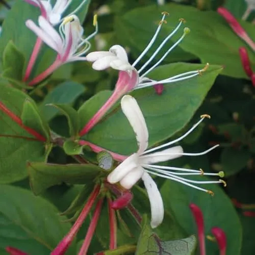 Japanisches Geißblatt Purpurea 2L - Kletterpflanze mit angenehmem Duft