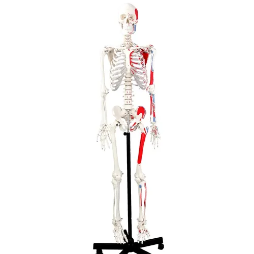 Skelett Anatomie Modell lebensgroß mit abnehmbarem Schädel - Hochwertiges PVC-Modell zur anschaulichen Darstellung der menschlichen Anatomie. Ideal für den Unterricht und die medizinische Ausbildung. Mit Rollstativ für einfache Positionierung.