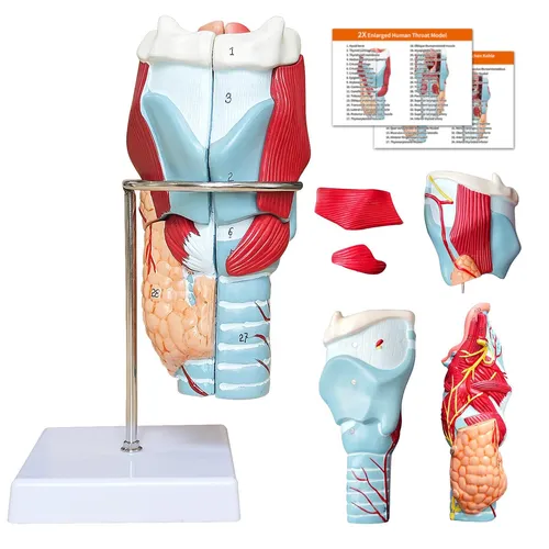 Menschlichen Kehlkopf Anatomie 3D Modell