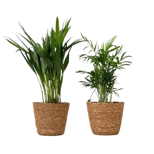 Plant in a Box - Mini Zimmerpalmen Set - 2 Pflanzen mit dekorativen Flechtkörben - Höhe 25-40cm - Topf 12cm - Areca Lutescens & Chamaedorea Elegans - Pflegeleichte luftreinigende Pflanzen für Zuhause