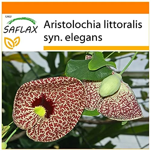 SAFLAX - Garden in the Bag - Gespensterpflanze - 80 Samen - Mit Anzuchtsubstrat im praktischen, selbst aufstellenden Beutel - Aristolochia littoralis