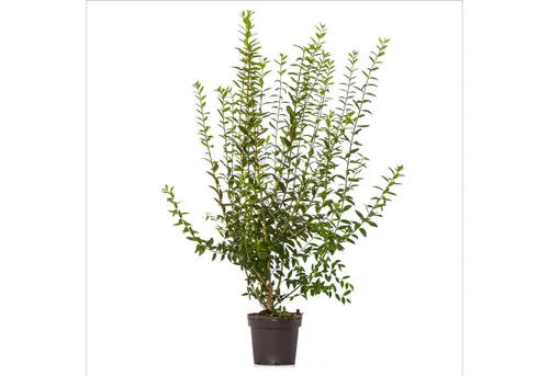 Dehner Wintergrüner Liguster Atrovirens, 10 m Hecke, 100-150 cm, 30 Pflanzen - Schaffen Sie mit 10 Metern wintergrünem Liguster ‘Atrovirens‘ eine dichte Sichtschutz-Hecke. Robust, pflegeleicht und ideal für sonnige bis halbschattige Standorte.