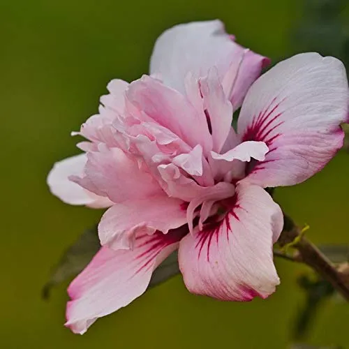 Gartenhibiskus Roseneibisch Pink Chiffon® Hibiscus syriacus Eibisch rosa gefüllte Blüte