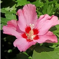 Garteneibisch Silke 30-40cm - Hibiscus syriacus