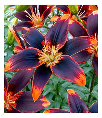 BALDUR Garten Lilie Forever Susan,3 Zwiebeln, Lilium Asiaticum, winterharte und mehrjährige Lilie, Zwiebelumfang 12-14 cm, Lilienzwiebeln, Blumenzwiebeln, bienenfreundlich, schmetterlingsfreundlich